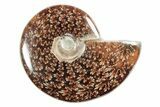 Polished Ammonite (Cleoniceras) Fossil - Madagascar #339189-1